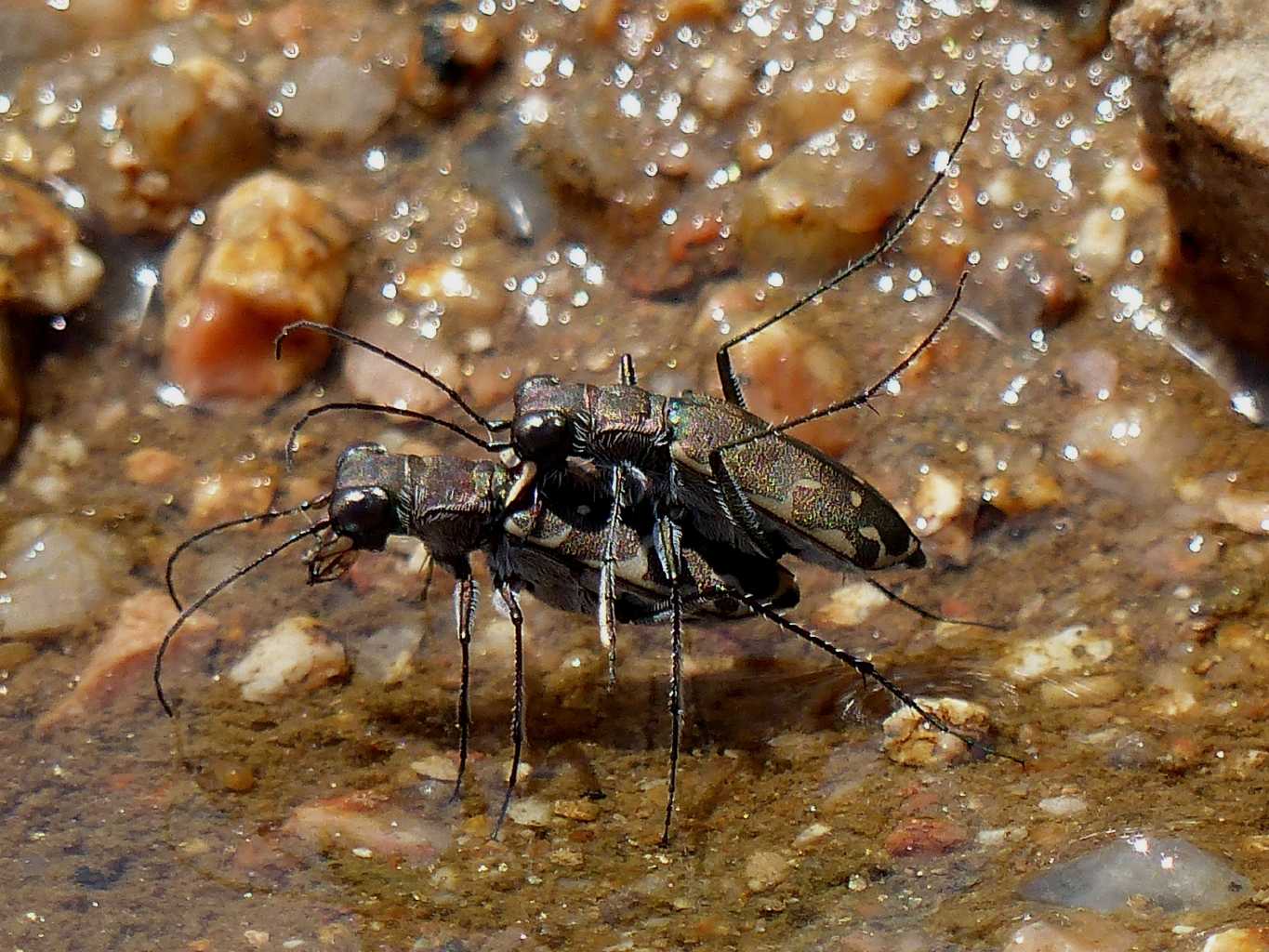 Lophyra flexuosa sardea intorno ad una pozza temporanea